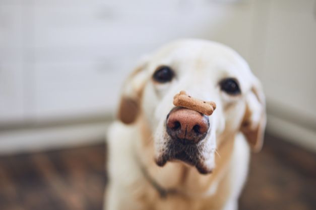 7 Benefits of Feeding Natural grain-free Dog Food to Your Dog
