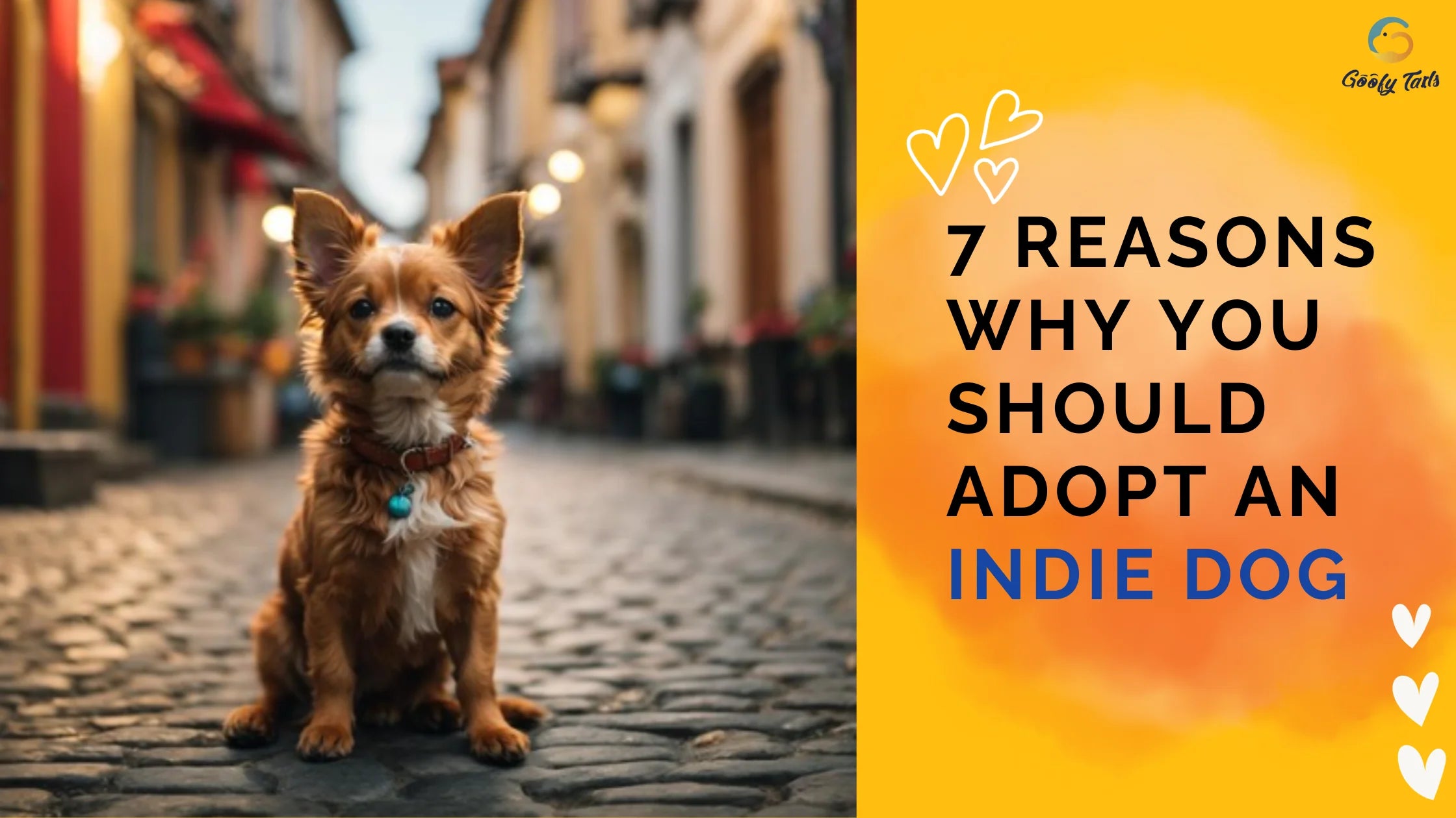 7 Reasons Why You Should Adopt an Indie Dog