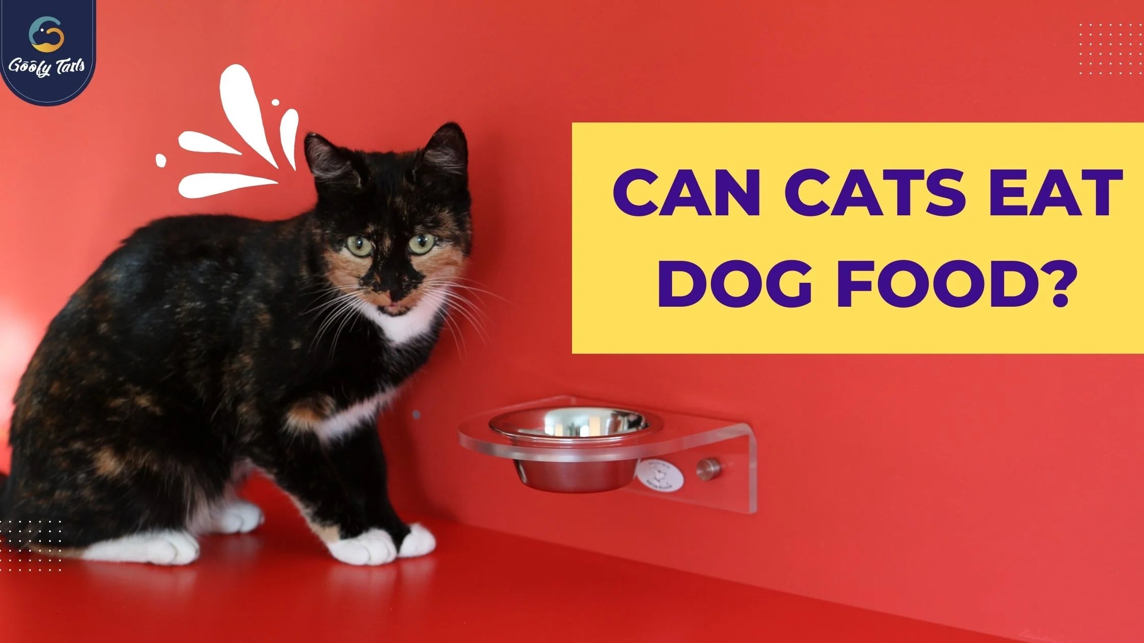 can cat eat dog food