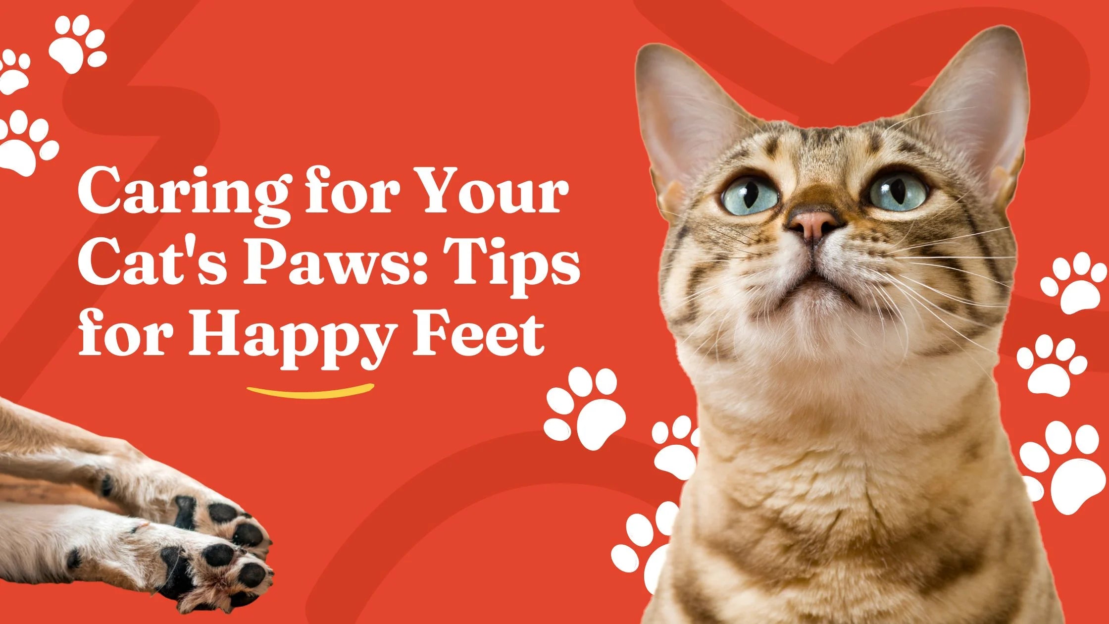 Caring for Your Cat's Paws: Tips for Happy Feet