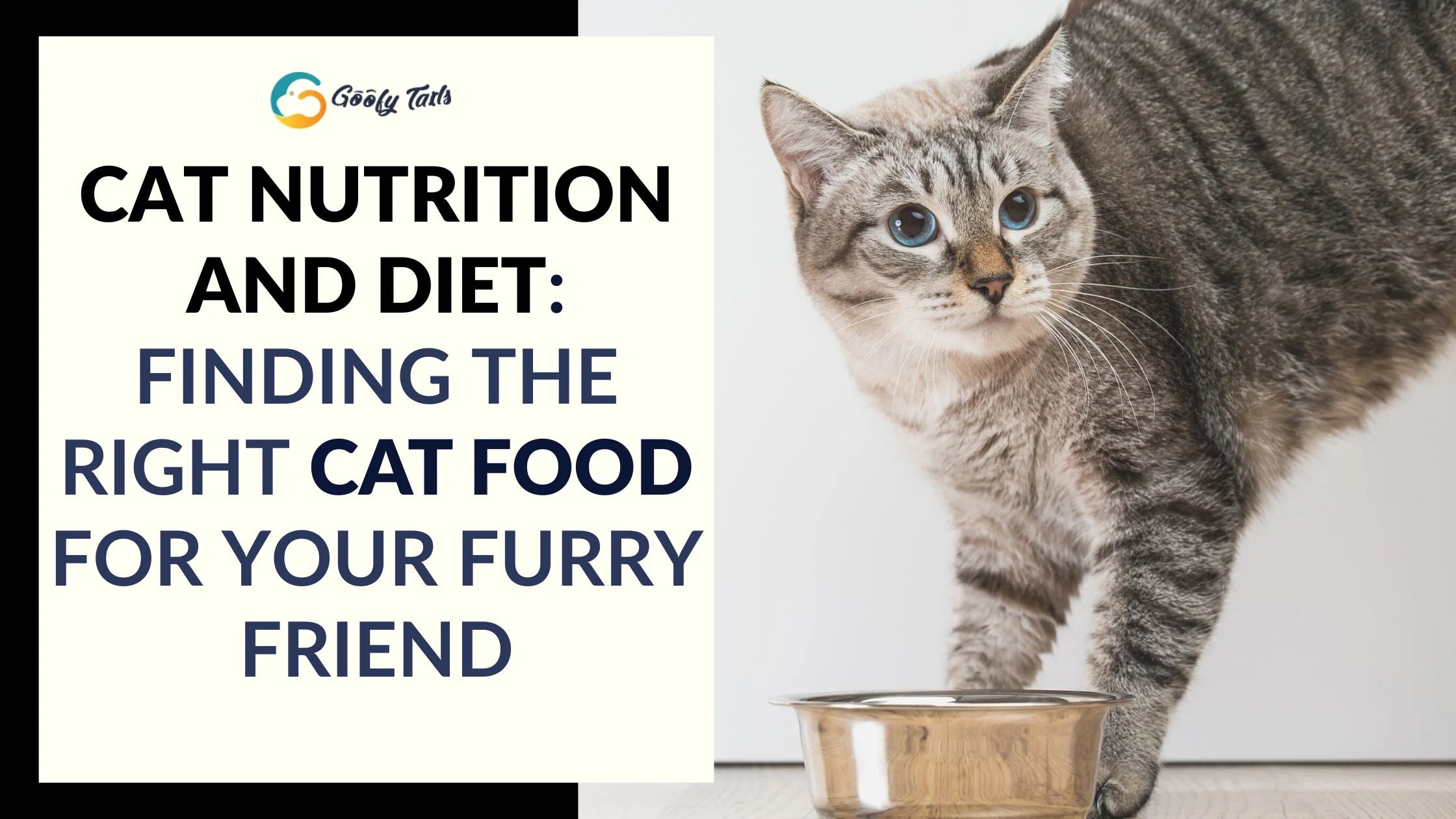 Cat Nutrition and Diet: Finding the Right Cat Food for Your Furry Friend