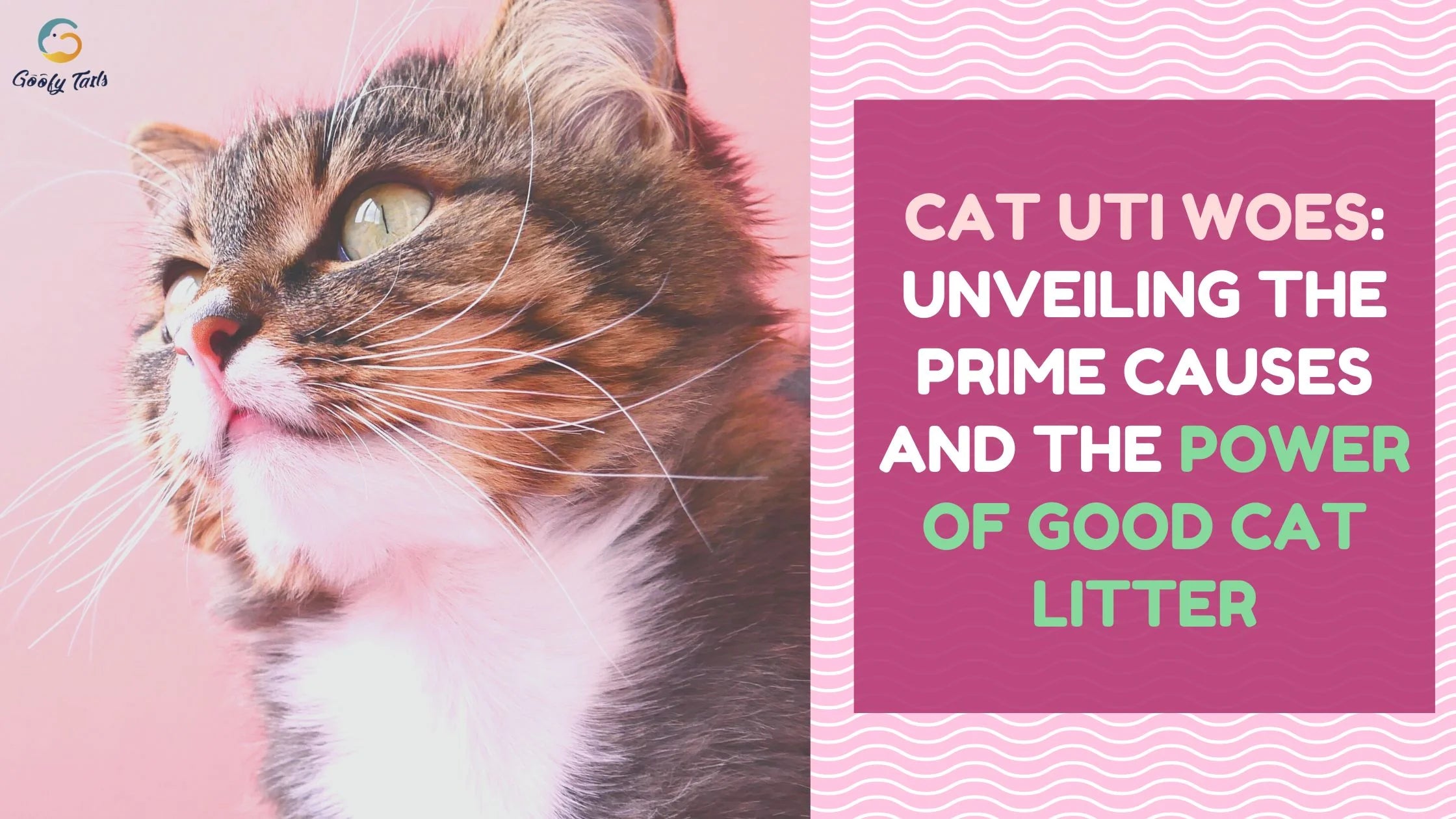 Cat UTI Woes: Unveiling the Prime Causes and the Power of Good Cat Litter