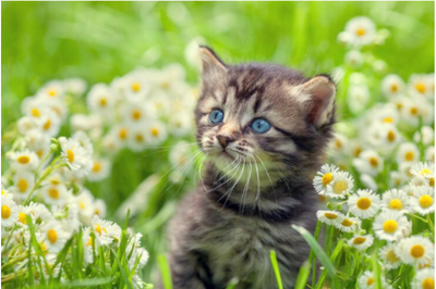 5 Plants That Are Safe For Your Cats