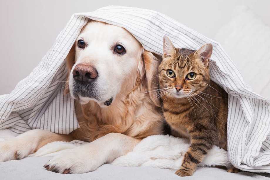 Top Tips To On How To Take Care for Your Pet in Winters