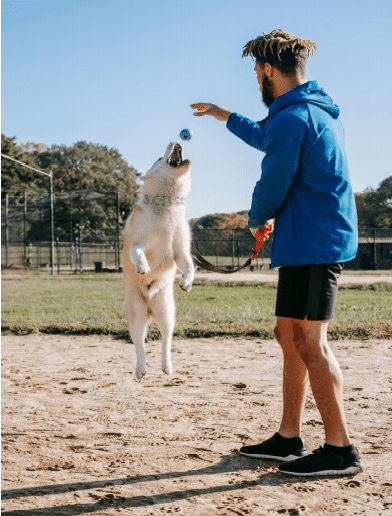 How to get your dog to exercise