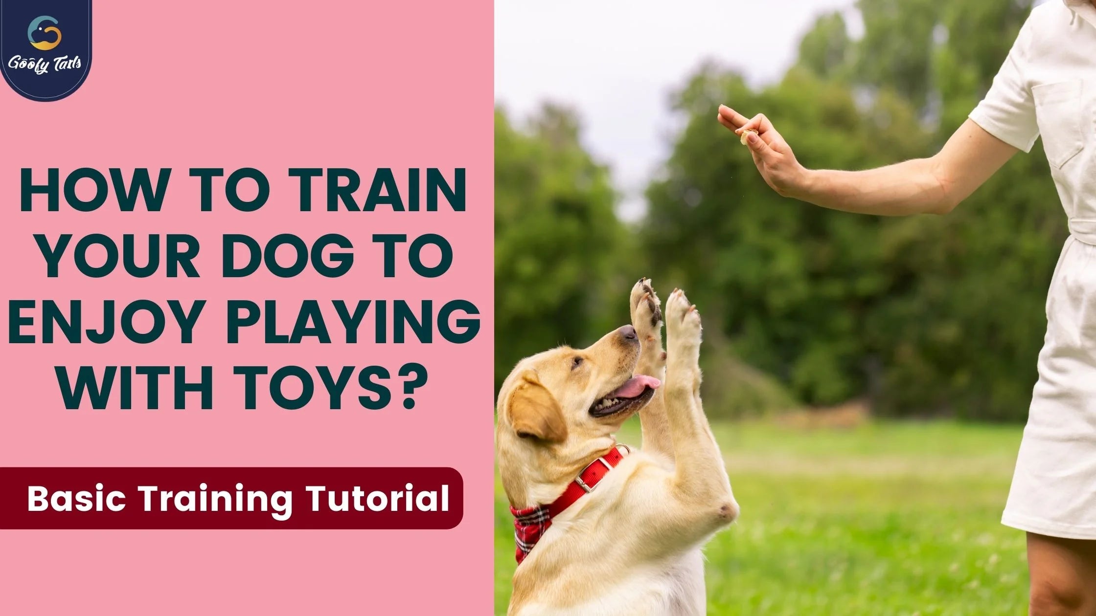 How to Train Your Dog to Enjoy Playing with Toys?