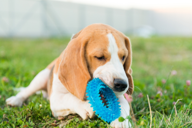 How to pick the best and safest dog chew toys