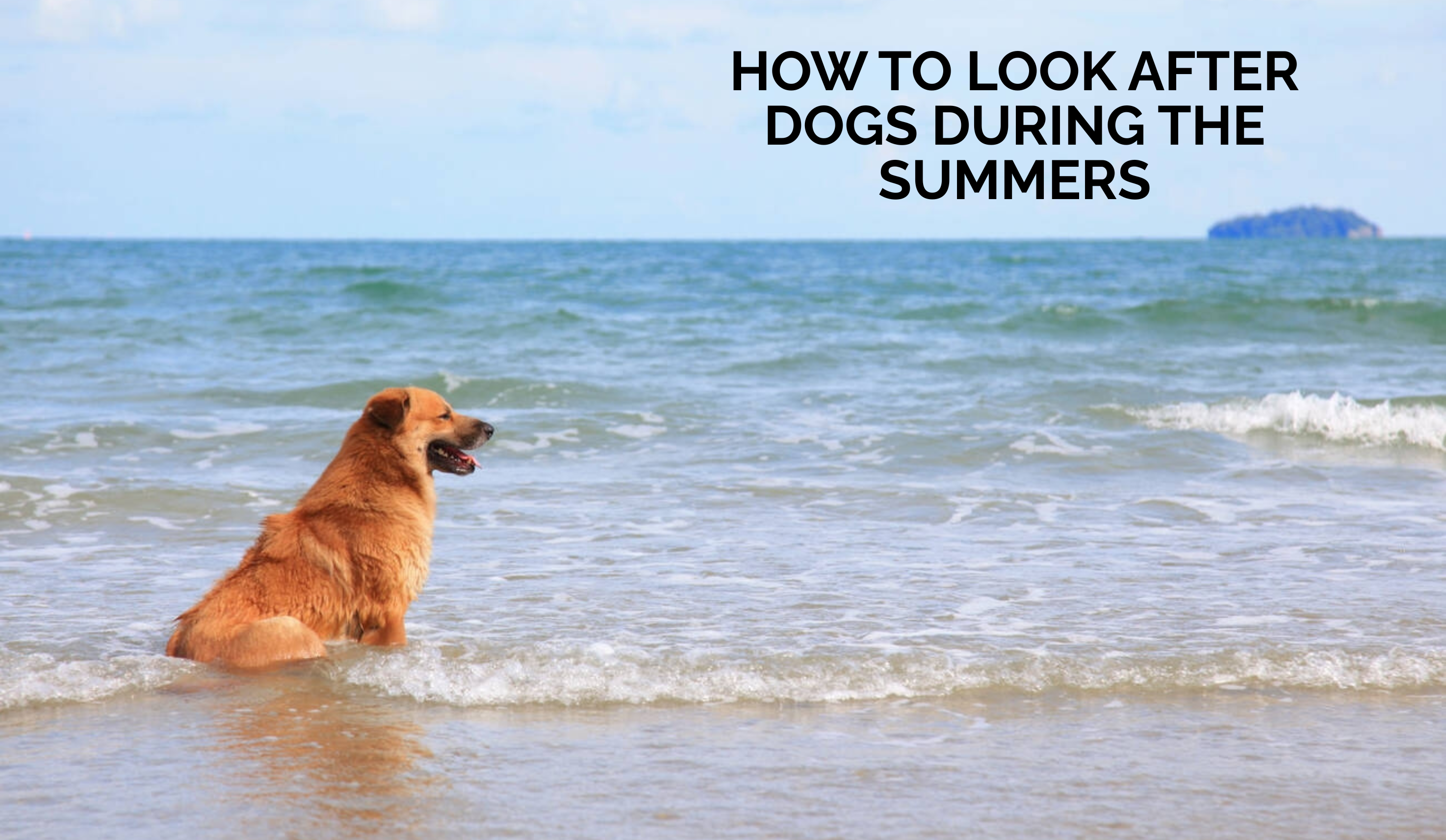 How to Look After Dogs During the Summers