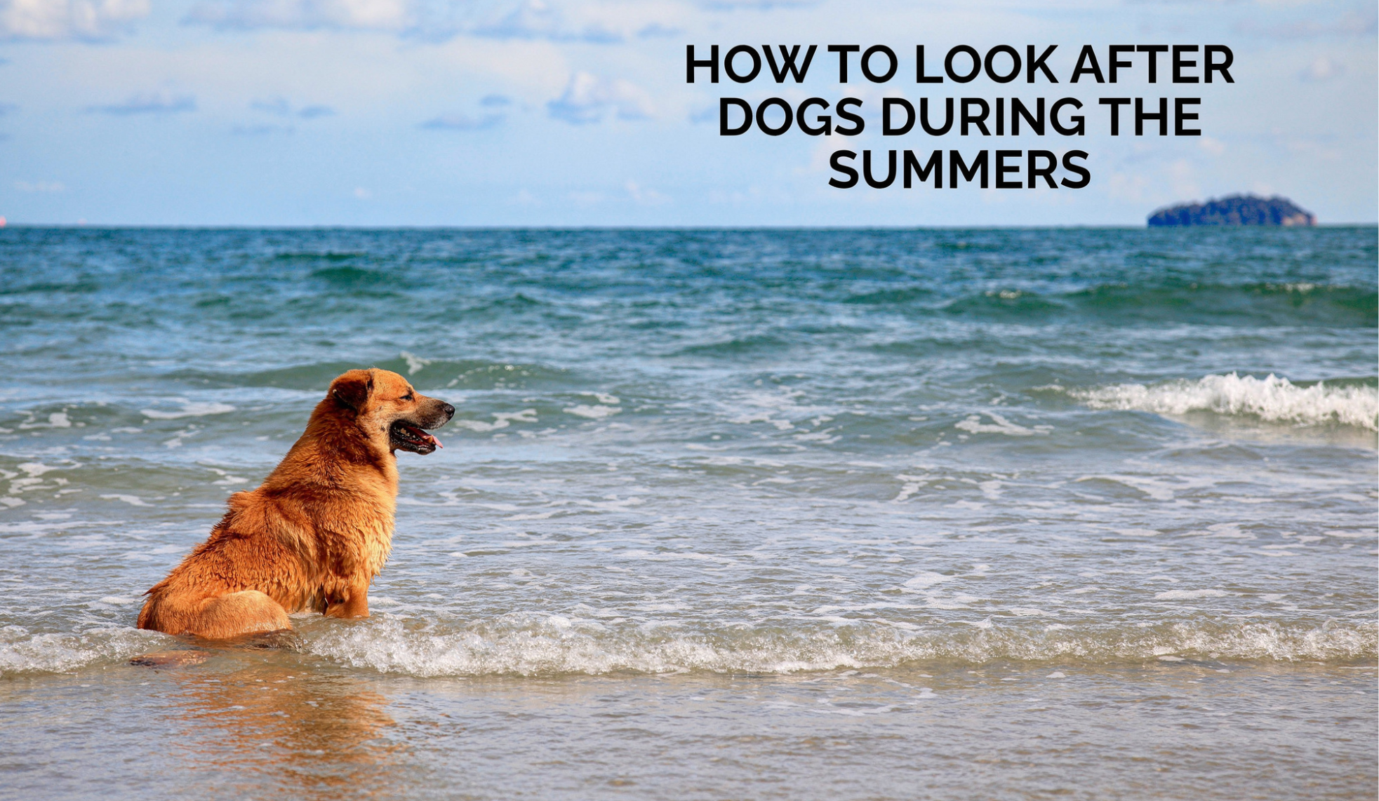 How to Look After Dogs During the Summers