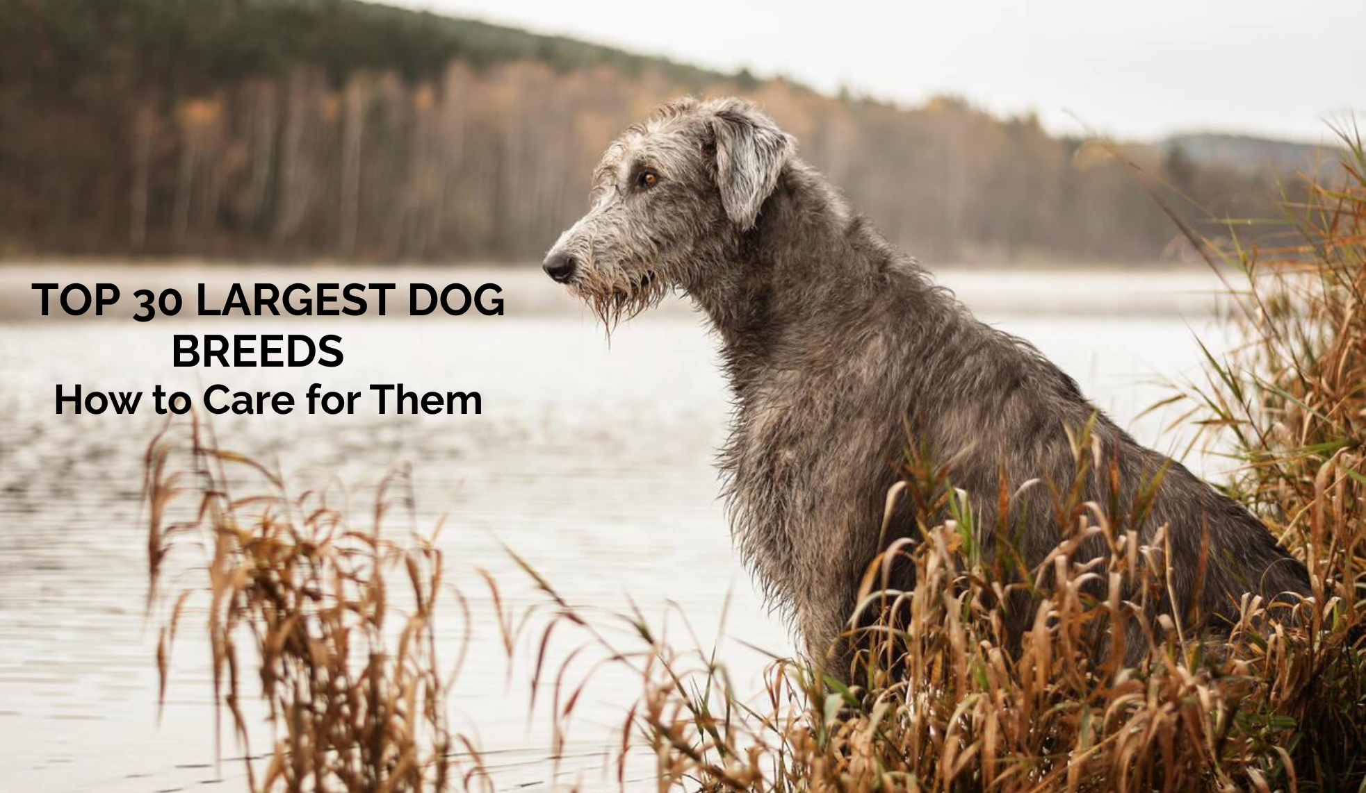 Top Largest Dog Breeds and How to Care for Them