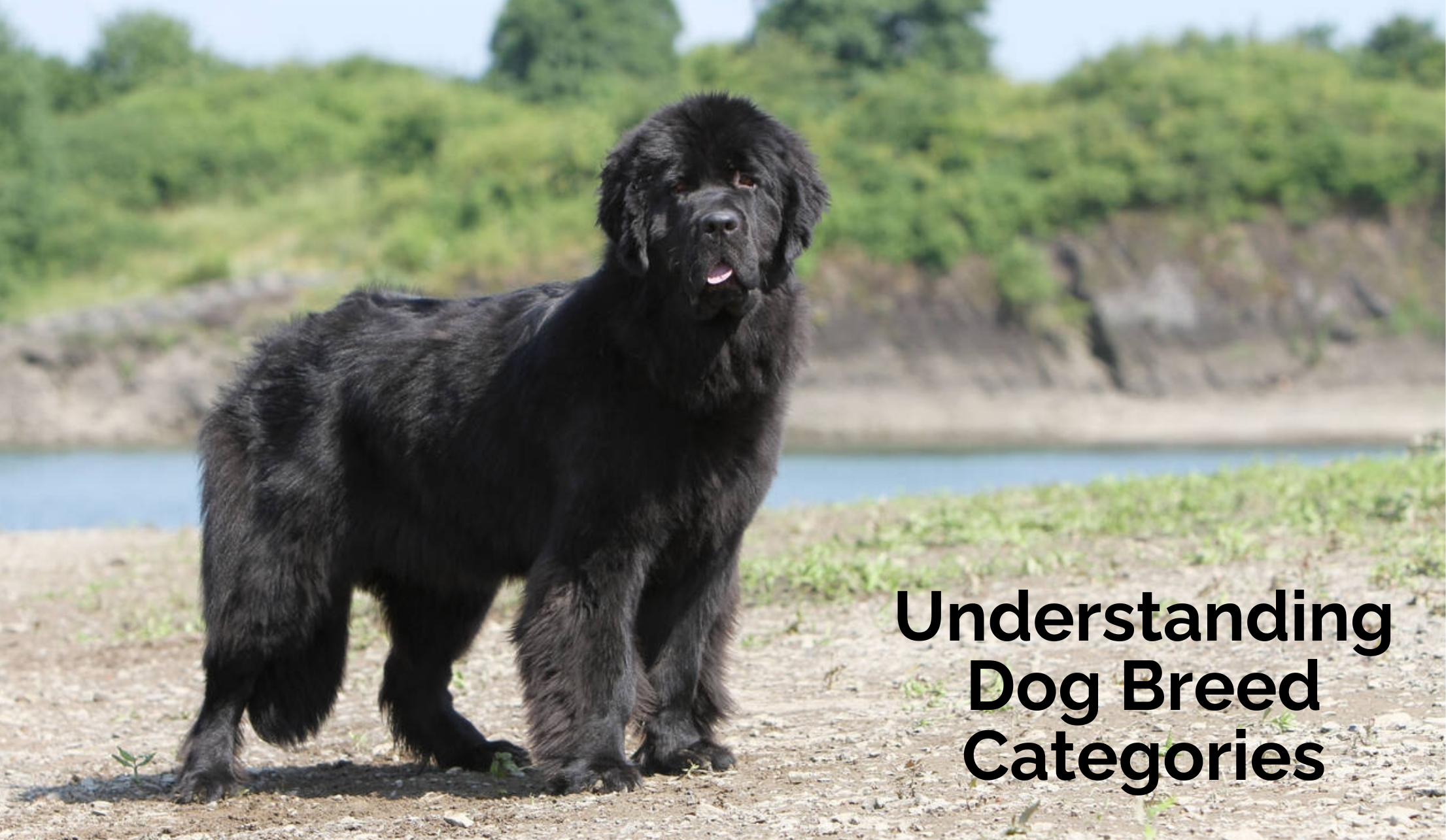 Understanding Dog Breed Categories