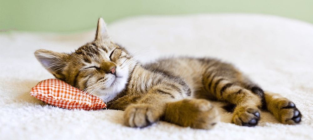Caring For Kittens Of Various Ages ( Infographic )