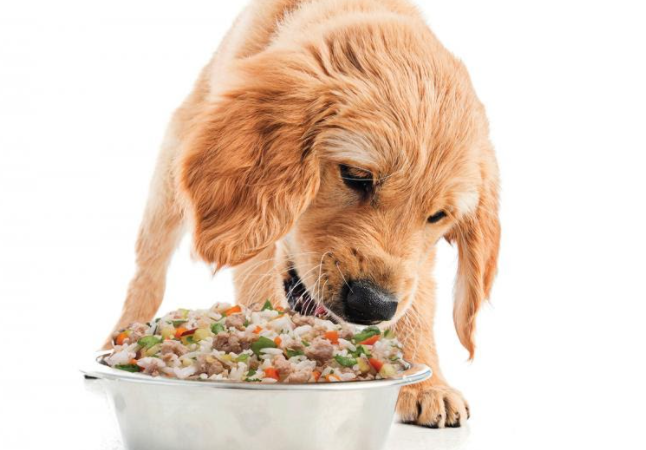 5 Awesome benefits of fresh food for Dogs! 