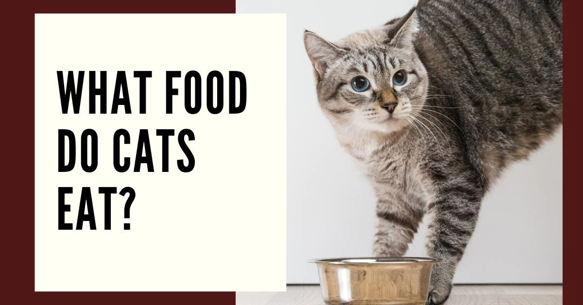 what food do cats eat? Blog