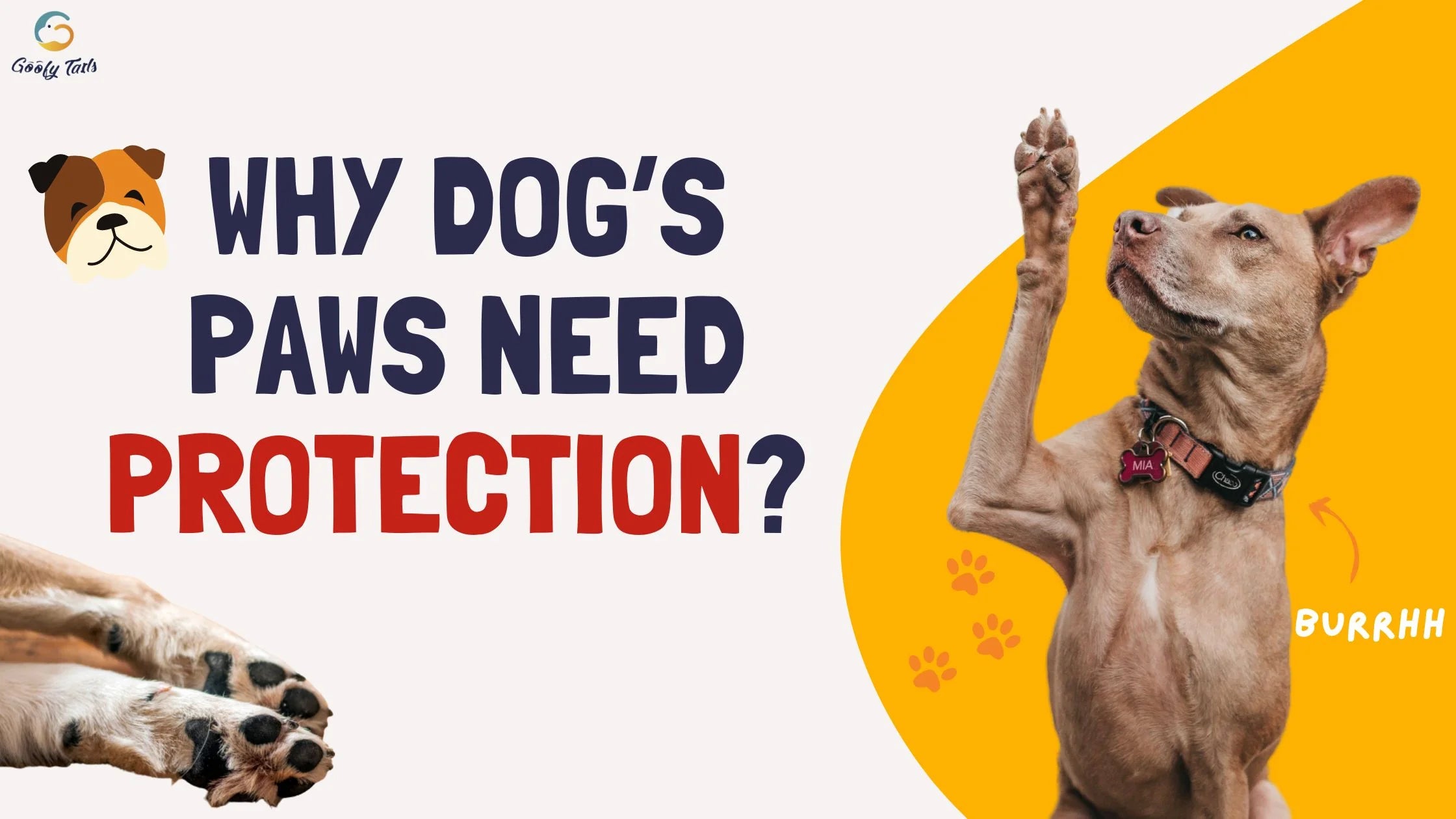 Why Dog’s Paws need protection?