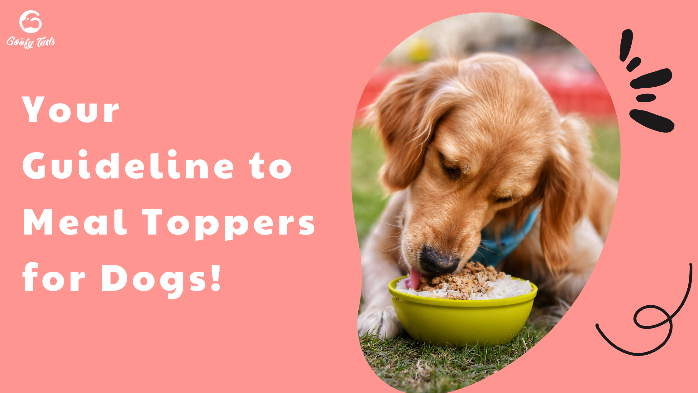 Your Guideline to Meal Toppers for Dogs!