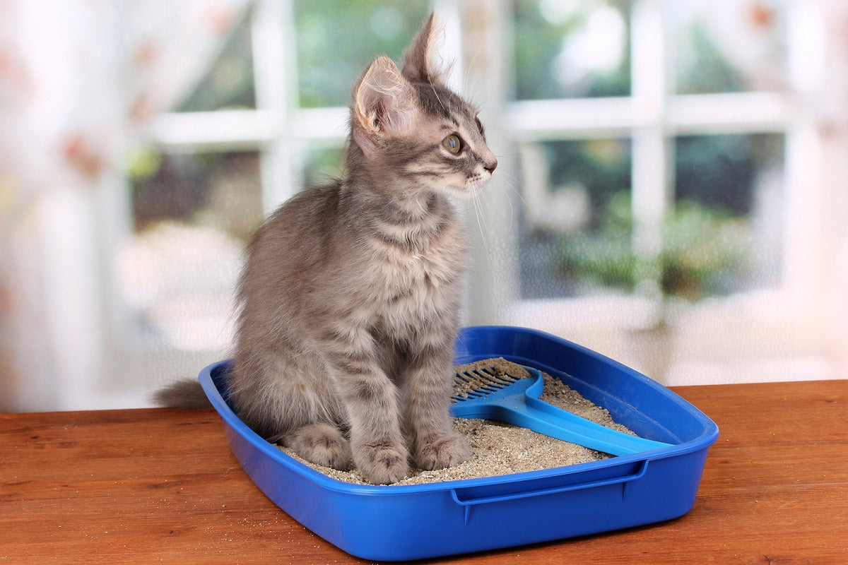 How To Litter Train Your Cat / Kitten?