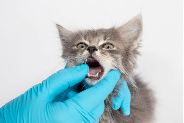 Dental Health Care For Your Cat