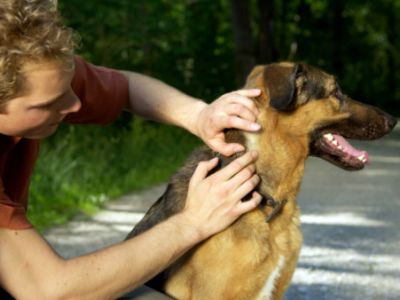 Monsoon care for Dogs