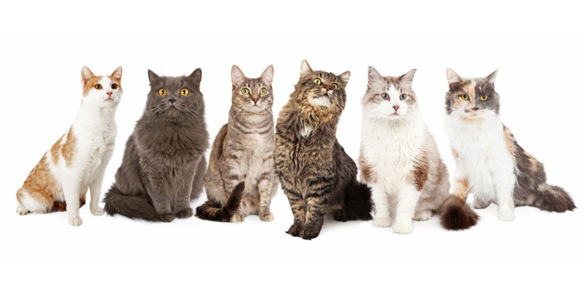 5 Common Cat Breeds