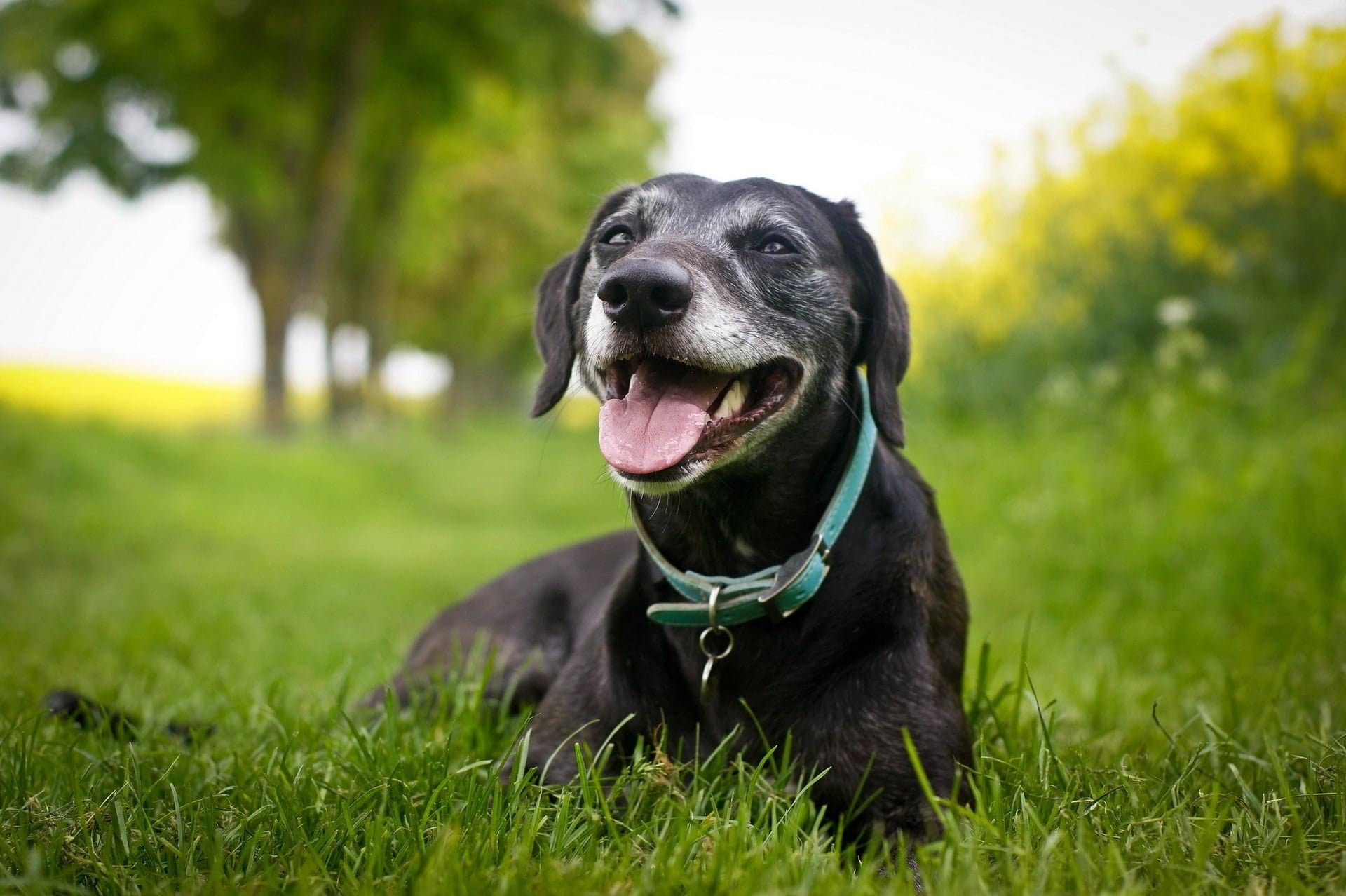 What are the signs of pet dehydration and what you can do about it?