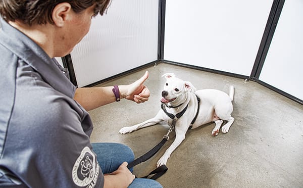 Top Dog Training Aids a Pet Owner Must Use