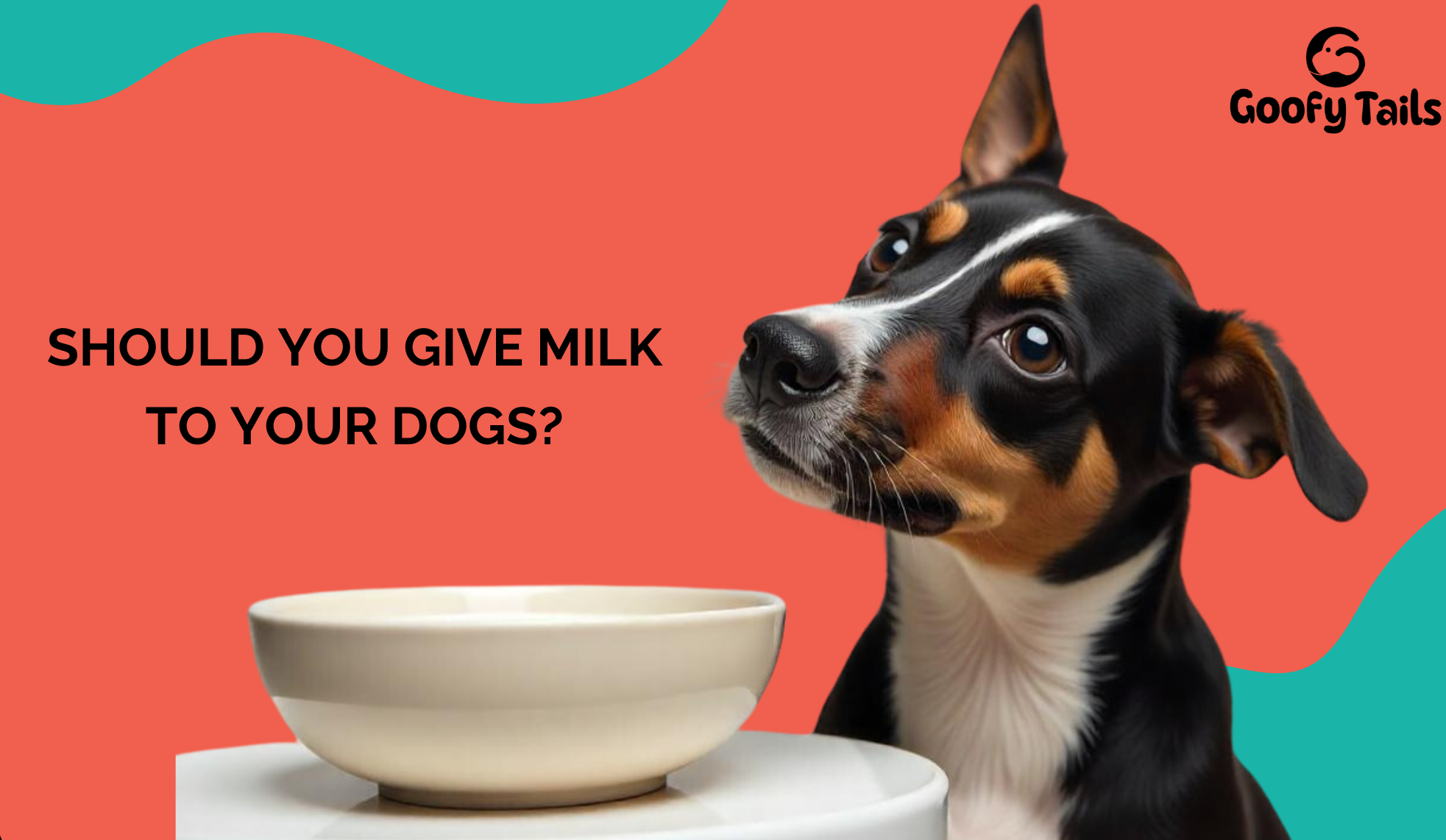 Should you give milk to your dogs?