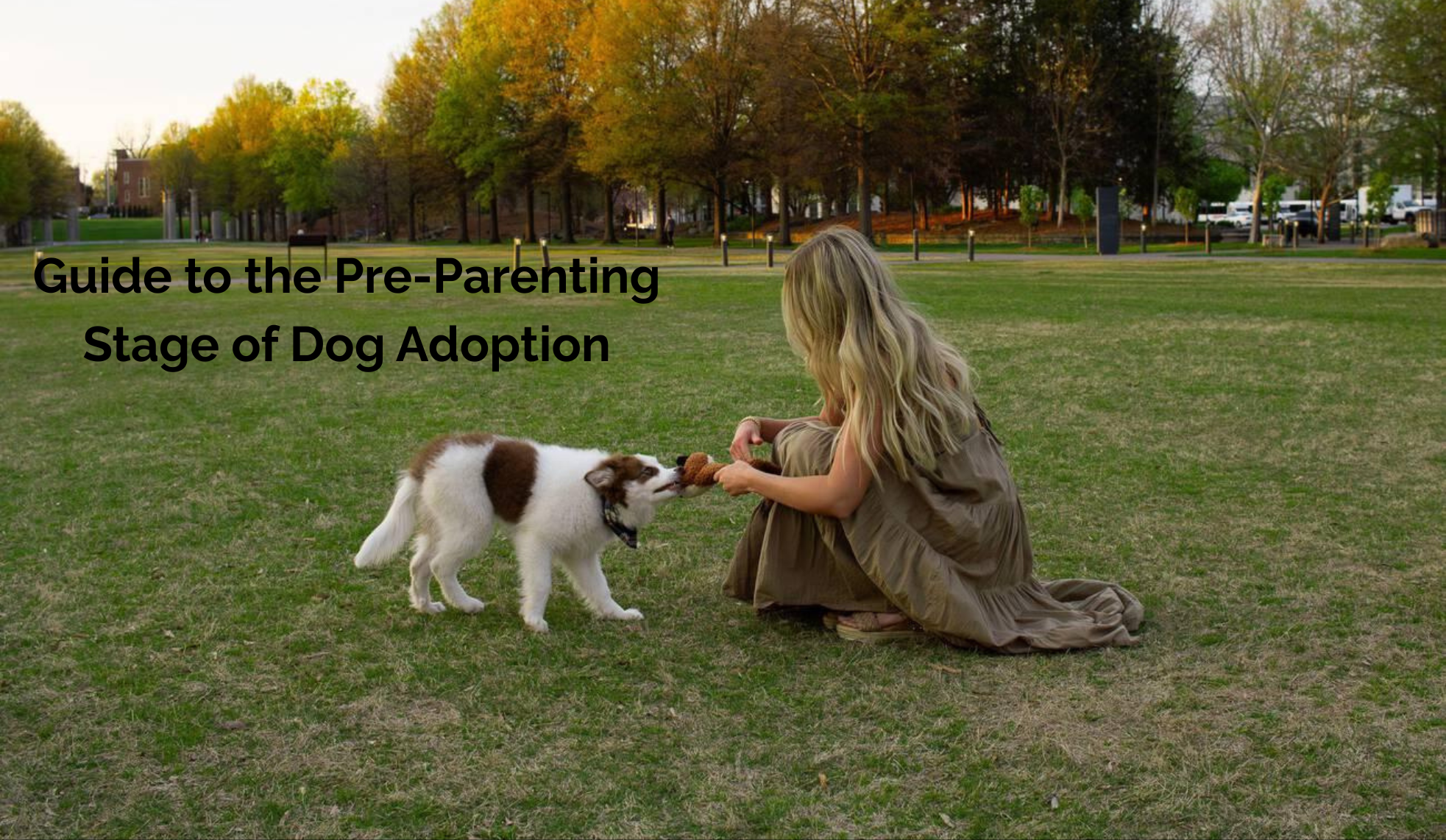 Guide to the Pre-Parenting Stage of Dog Adoption