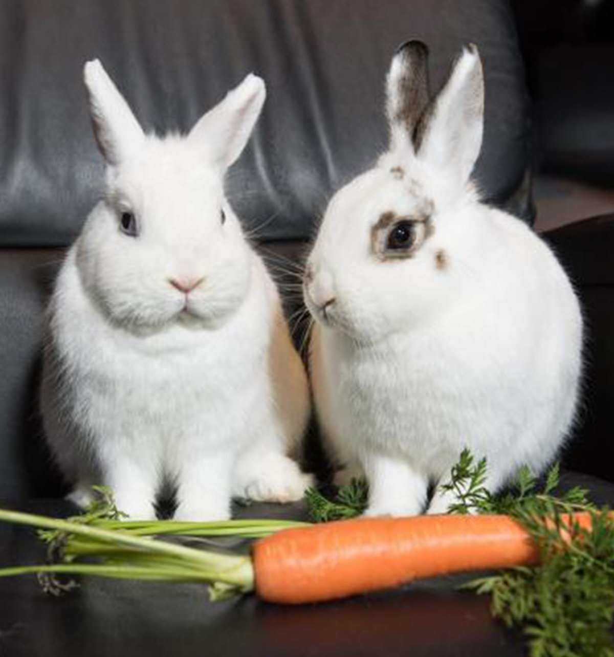 Should You Buy A Rabbit?
