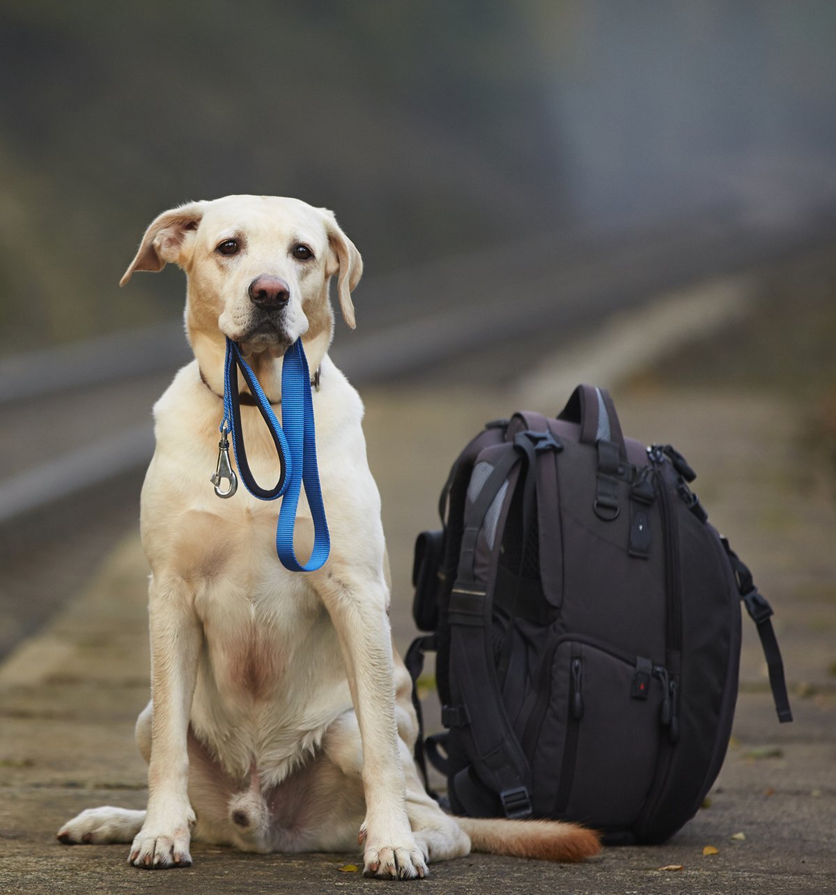 Dog travel essentials | Goofy Tails Care
