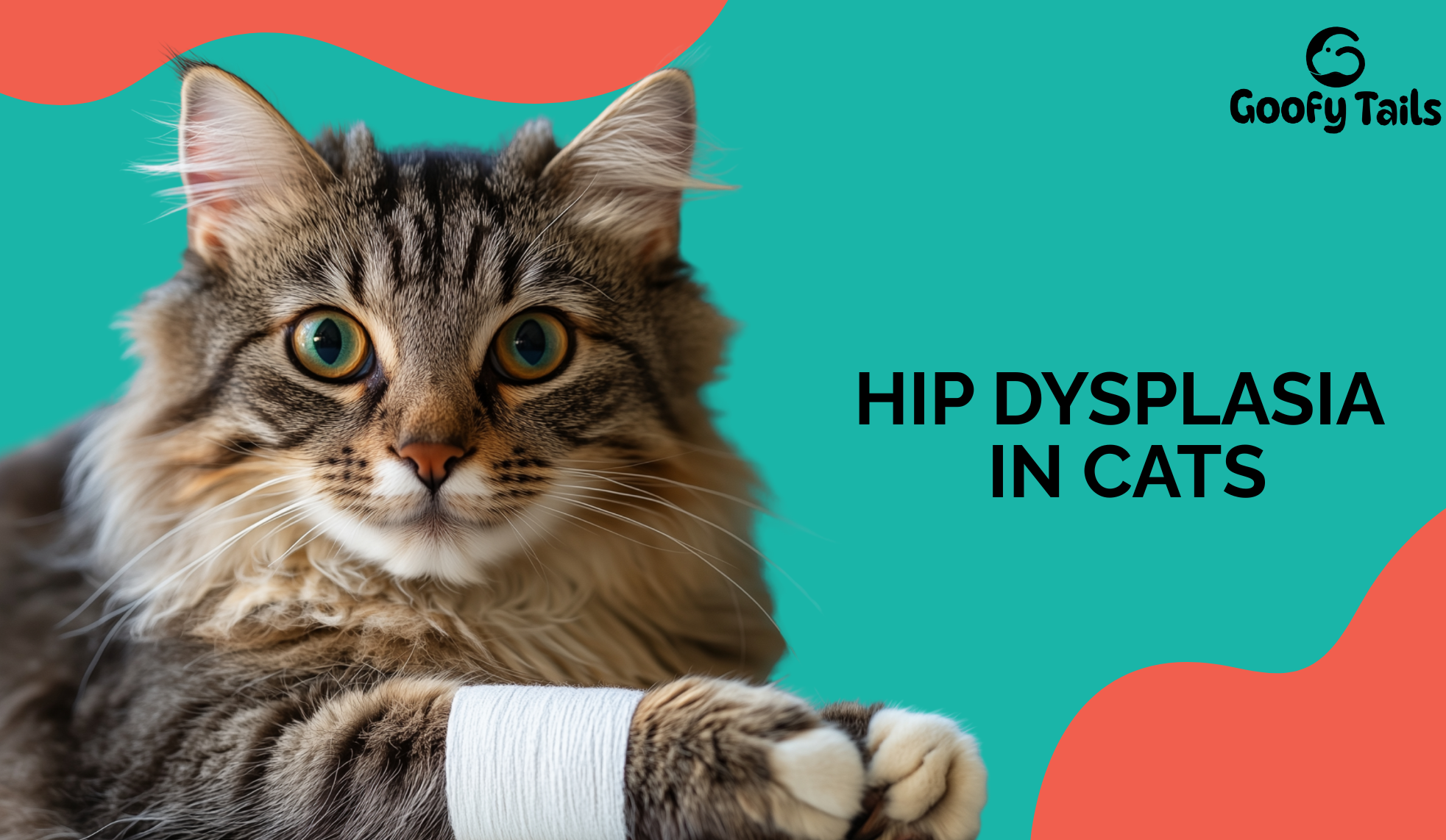 Hip Dysplasia in Cats: Meaning, Causes, Symptoms & Complete Prevention Guide