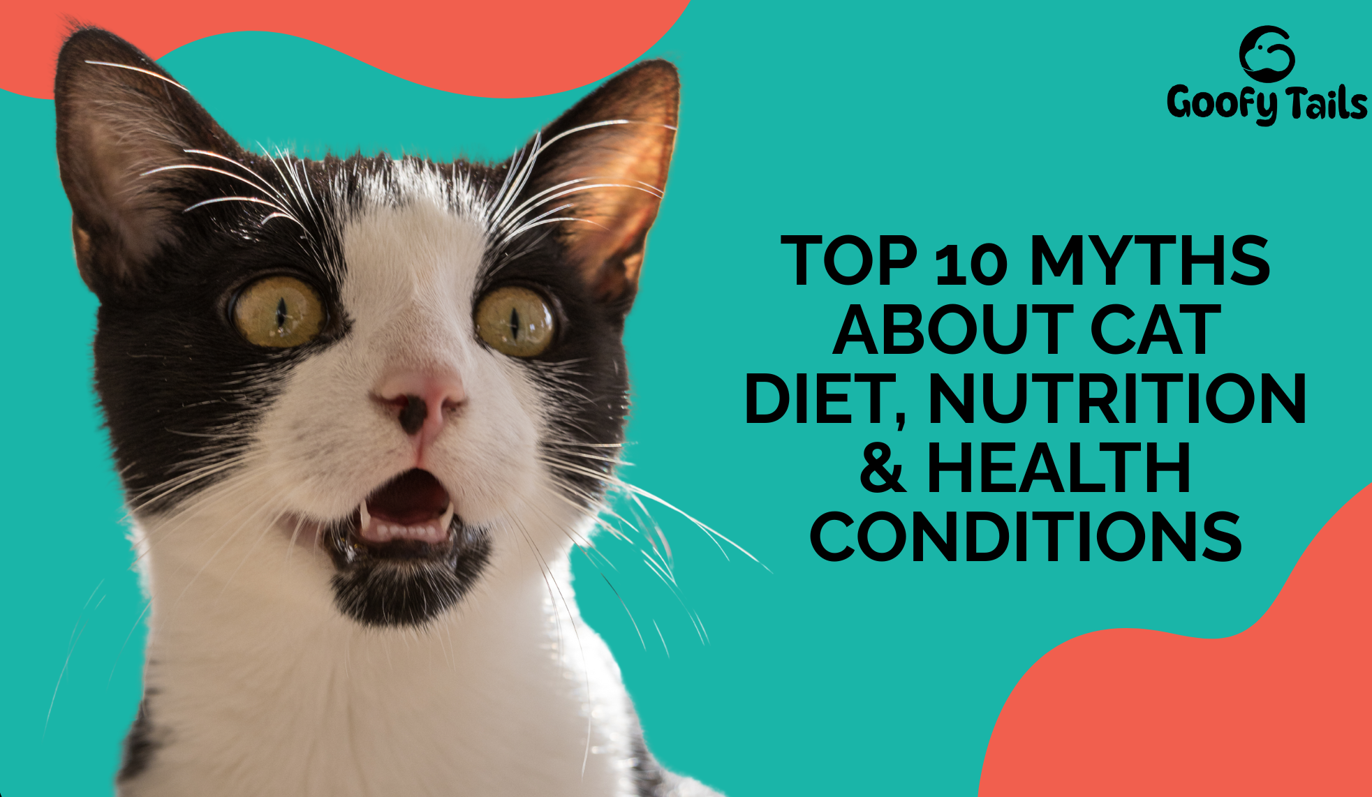 Top 10 Myths About Cat Diet, Nutrition & Health Conditions (And the Truth Every Cat Parent Must Know)
