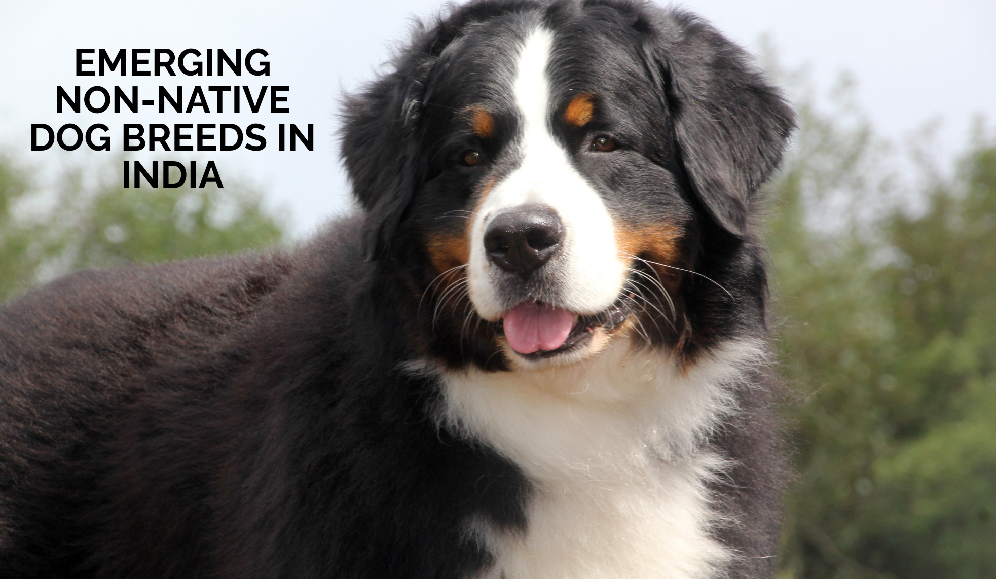 Emerging Non-Native Dog Breeds in India