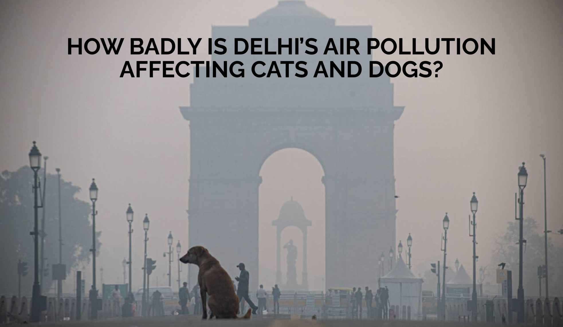 How Badly Is Delhi’s Air Pollution Affecting Cats and Dogs? What Can You Do To Help Their Health?