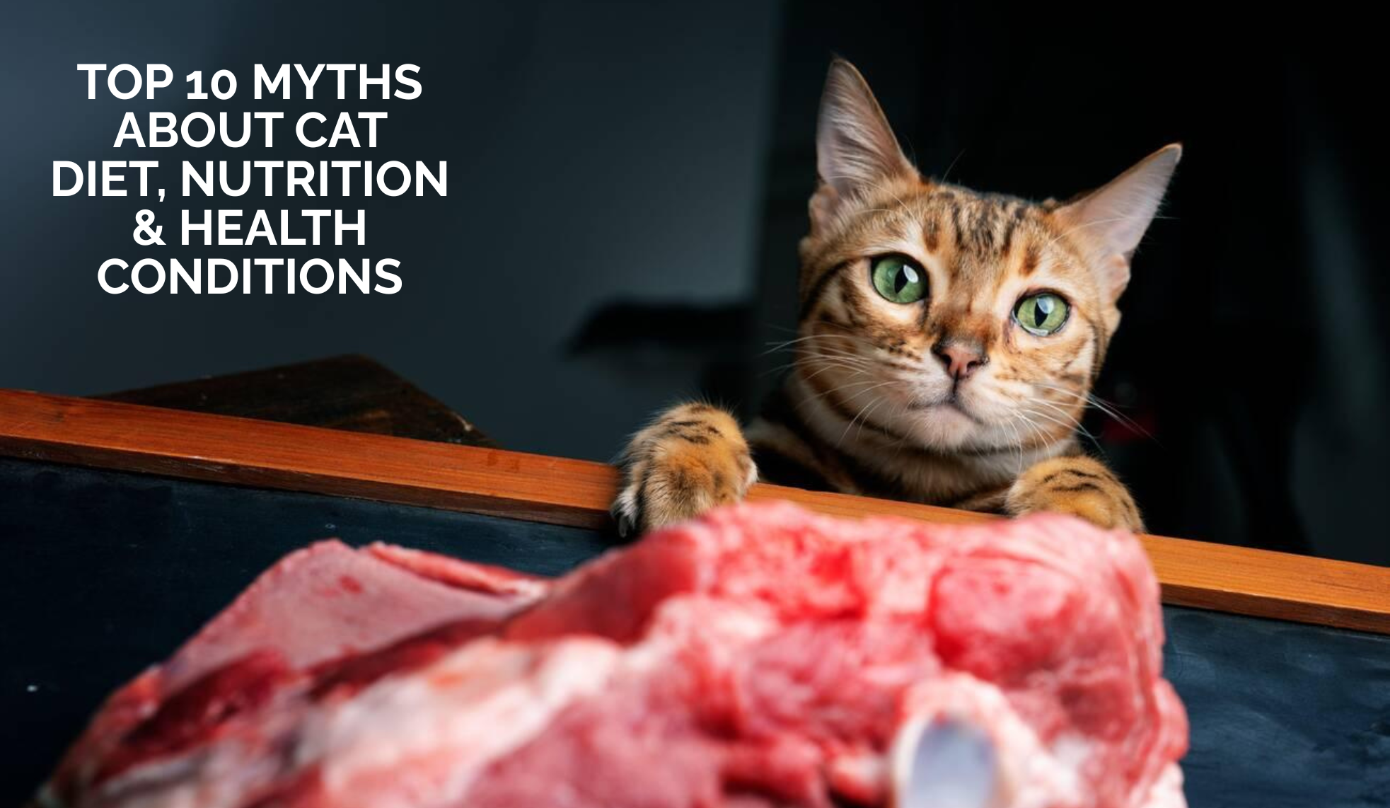 Top 10 Myths About Cat Diet, Nutrition & Health Conditions (And the Truth Every Cat Parent Must Know)