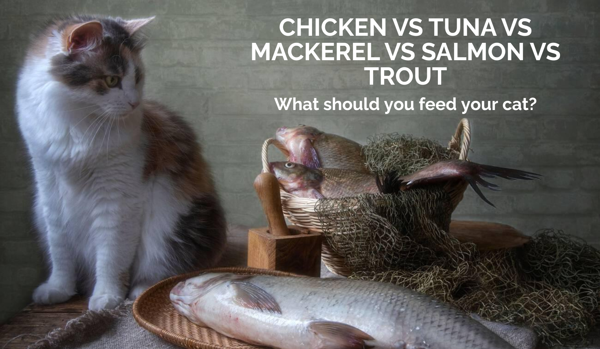 What To feed your Cat; Chicken vs Tuna vs Mackerel vs Salmon vs Trout