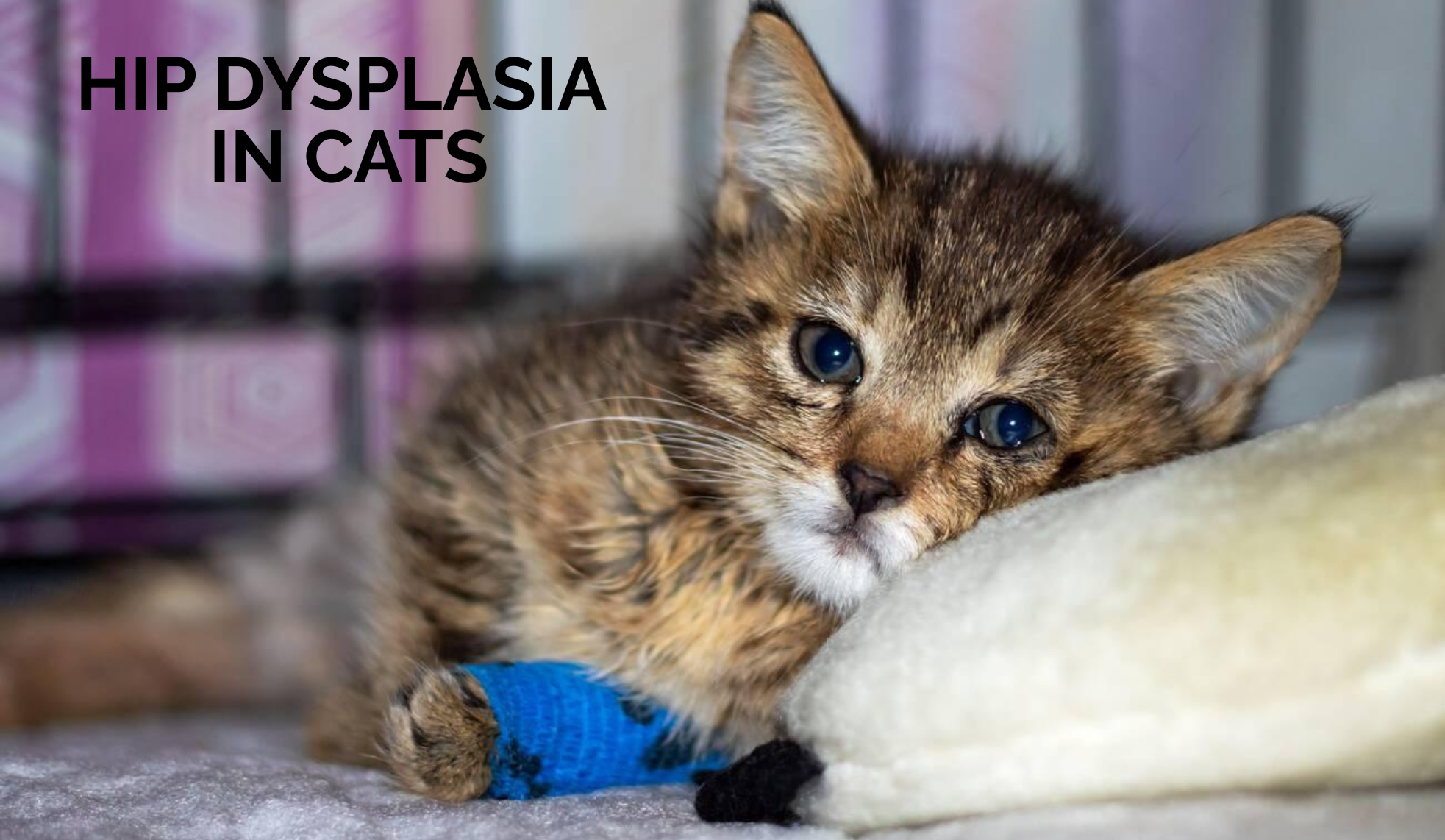 Hip Dysplasia in Cats: Meaning, Causes, Symptoms & Complete Prevention Guide