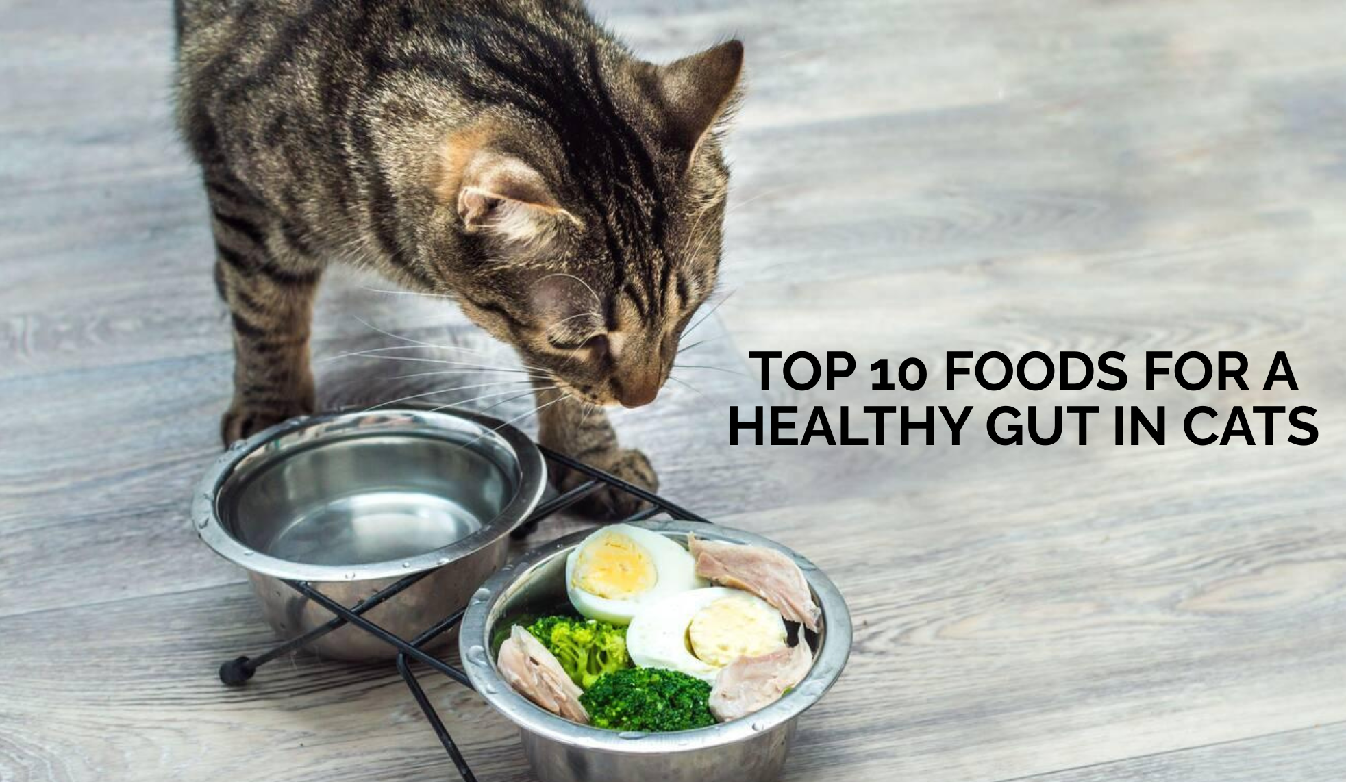 Top 10 Foods for a Healthy Gut in Cats
