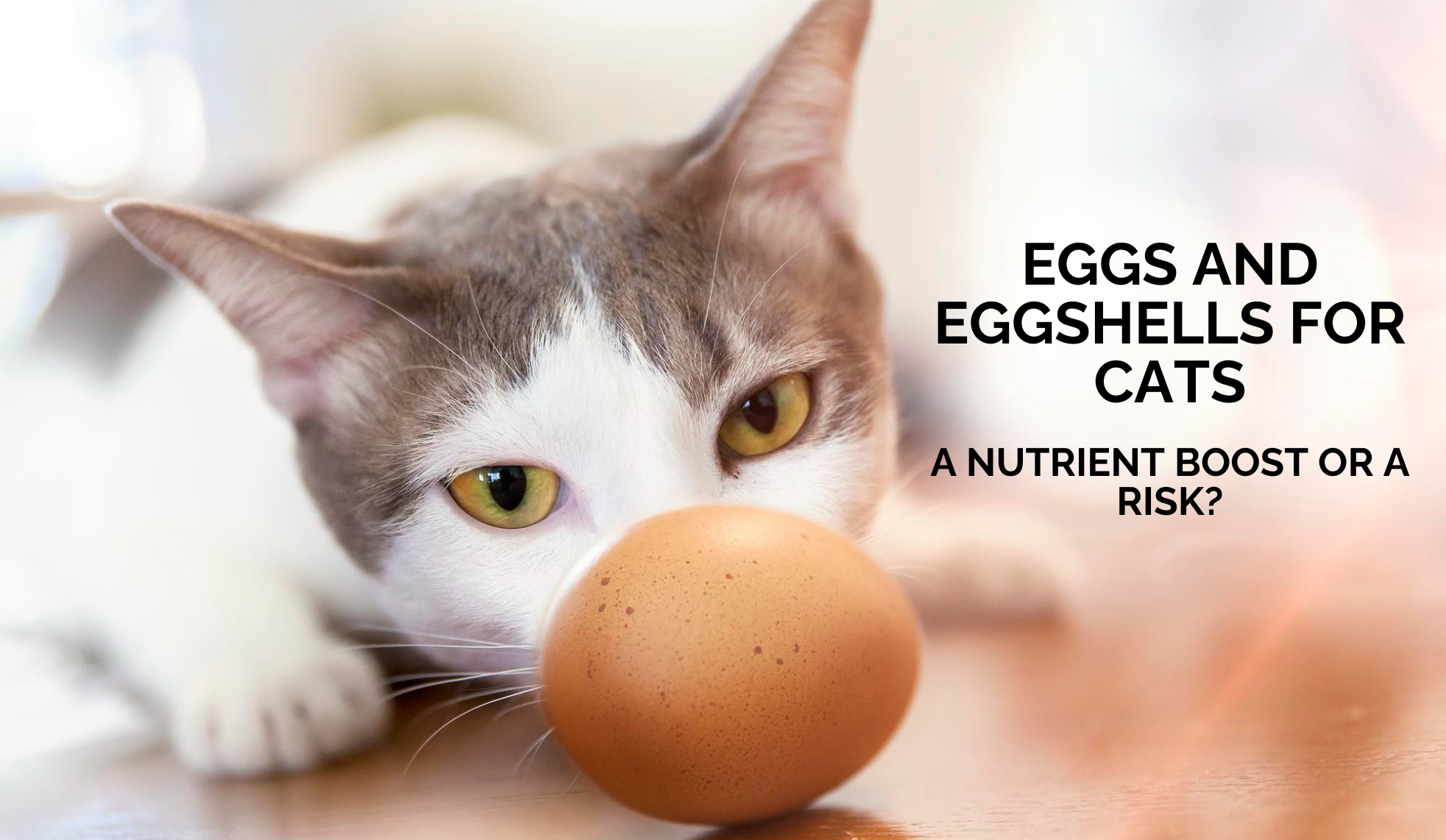 Eggs and Eggshells for Cats: A Nutrient Boost or a Risk?