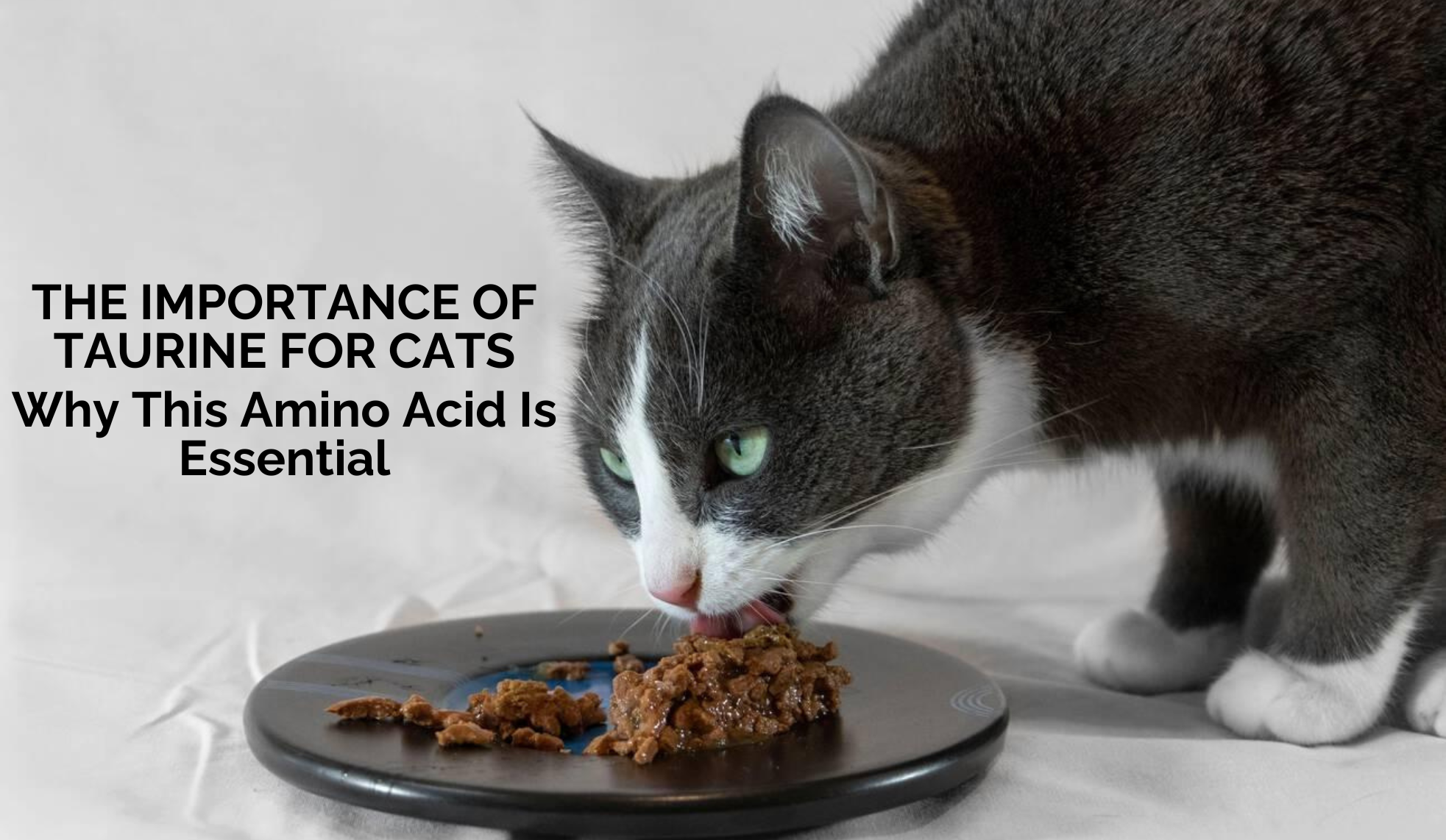 The Importance of Taurine for Cats: Why This Amino Acid Is Essential