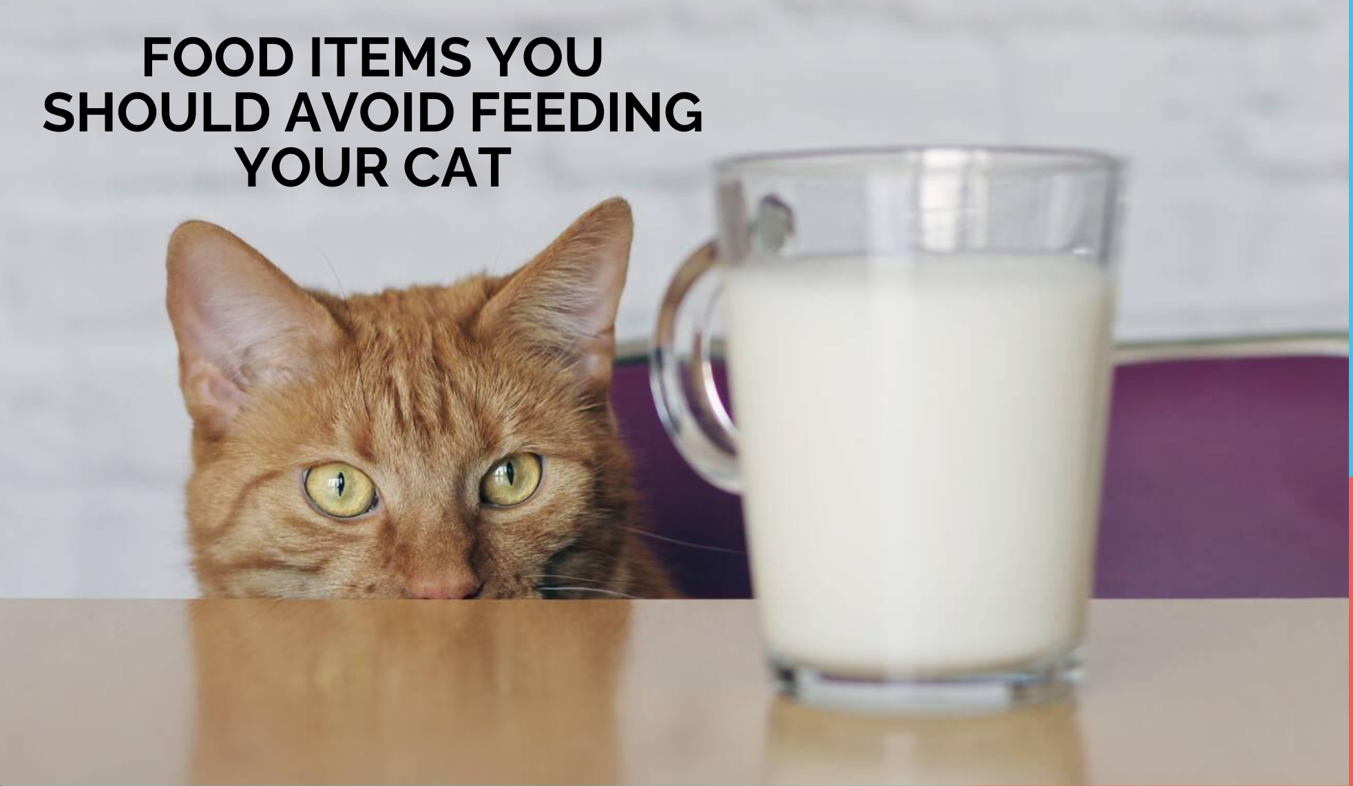 Food Items You Should Avoid Feeding Your Cat