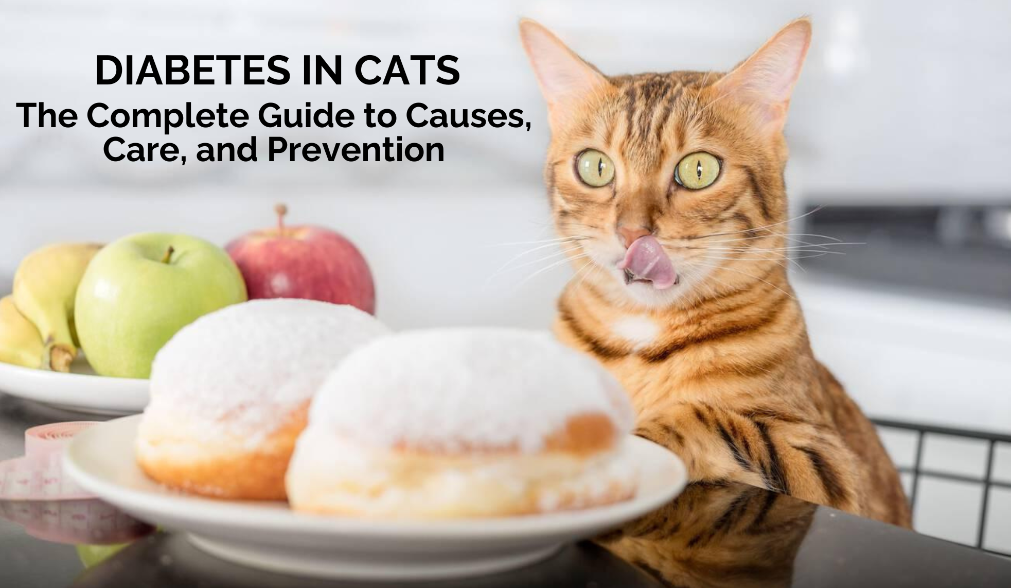 Diabetes in Cats: The Complete Guide to Causes, Care, and Prevention