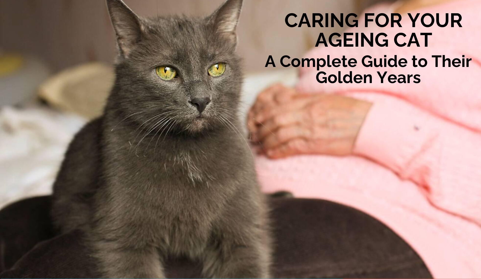 Caring for Your Ageing Cat: A Complete Guide to Their Golden Years