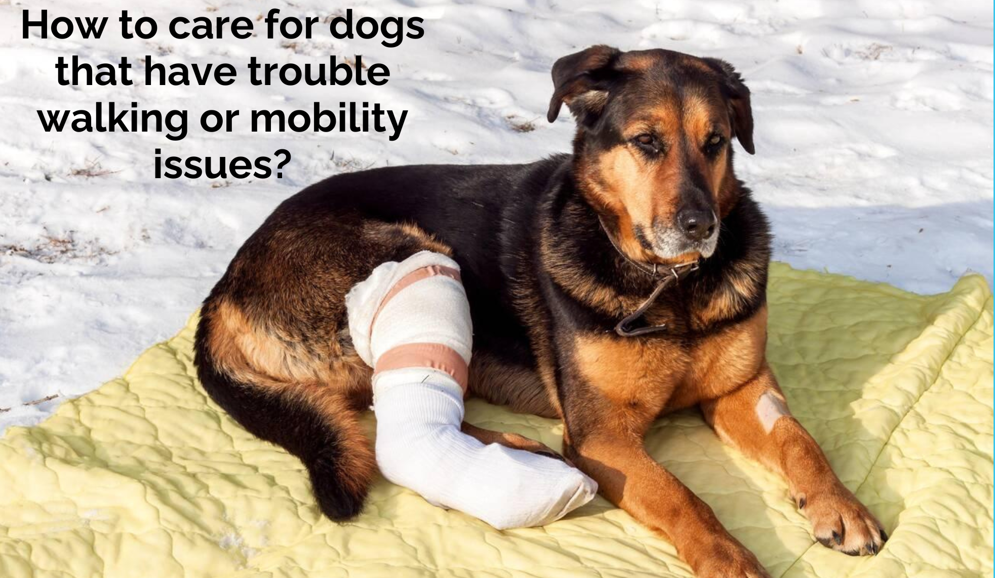 How to care for dogs that have trouble walking or mobility issues?
