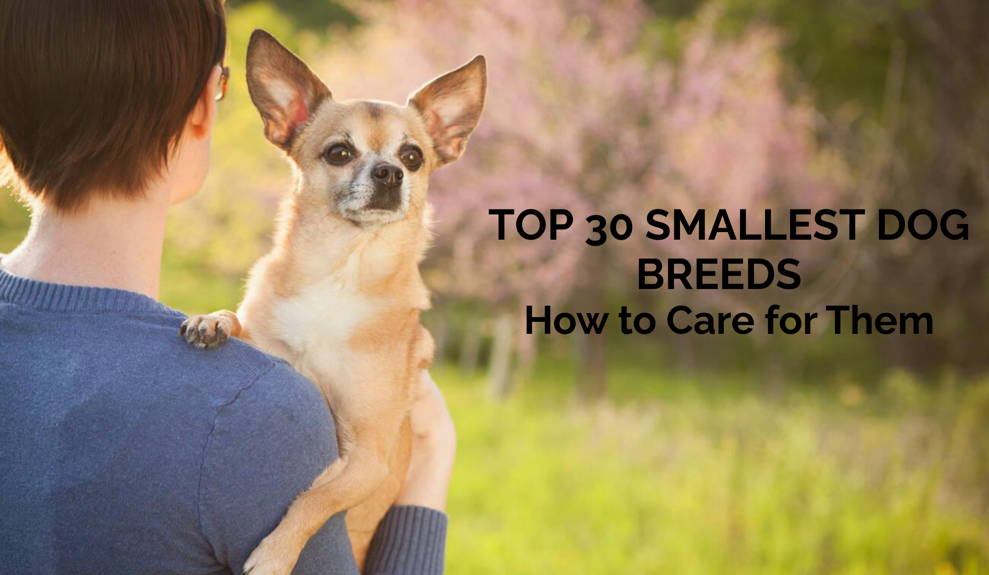 Top Smallest Dog Breeds and How to Care for Them