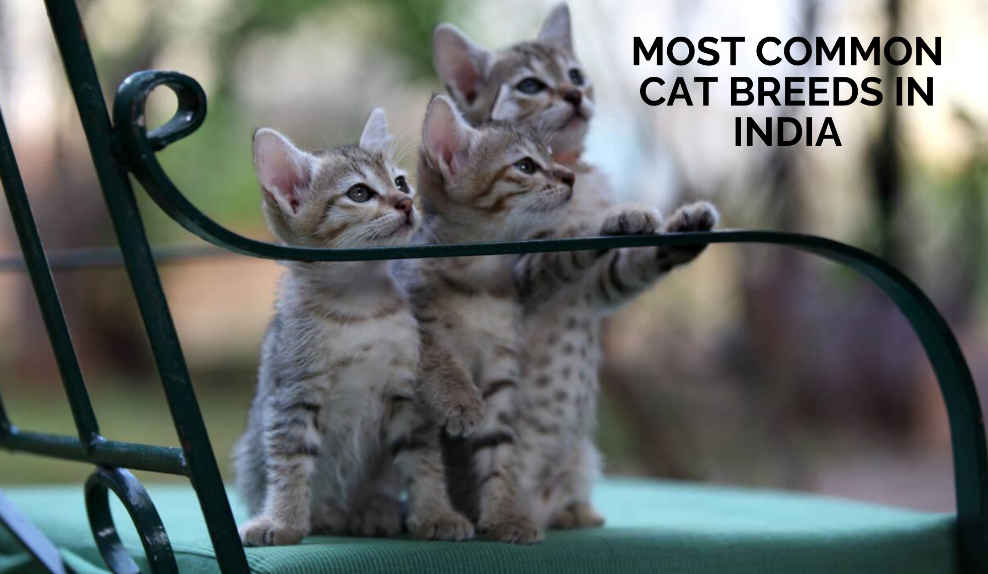 Top 10 Cat Breeds in India: Pros and Cons