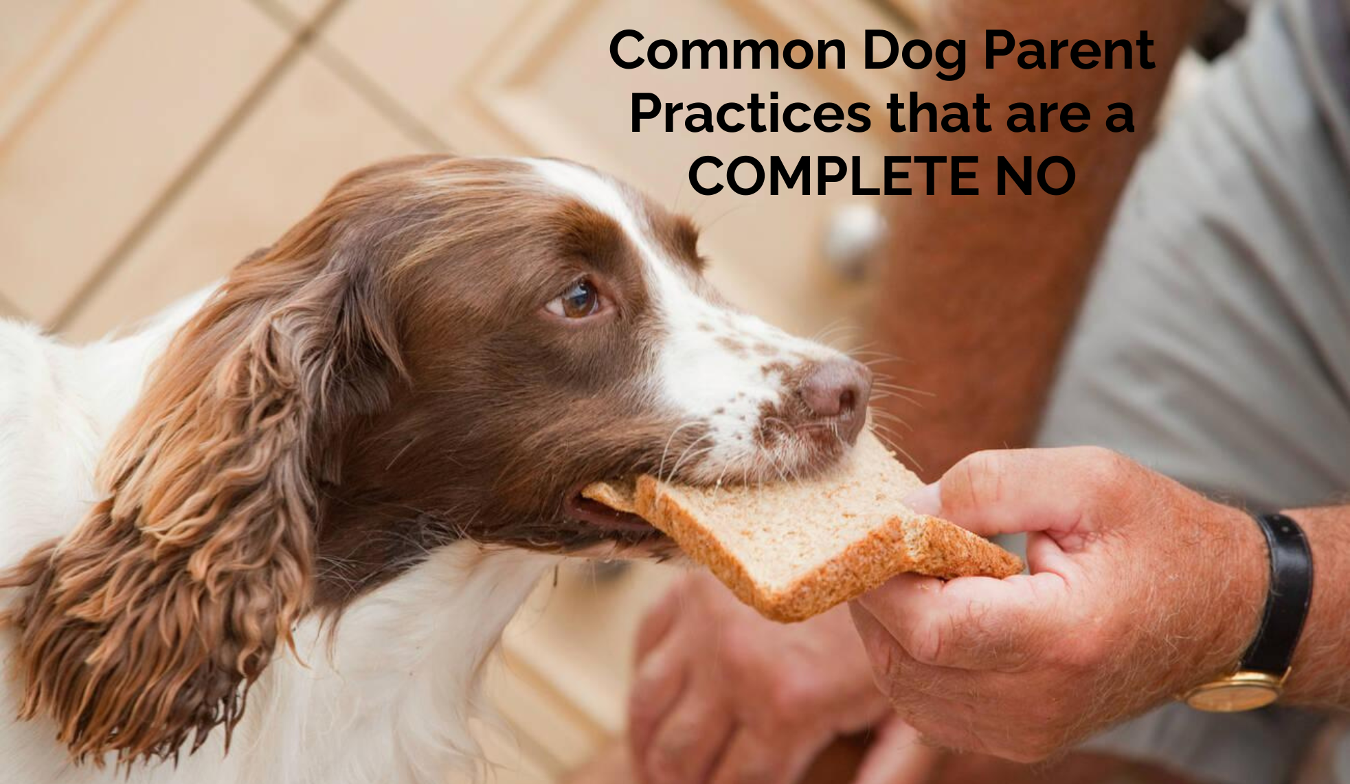 Common Dog Parent Practices that are a Complete No