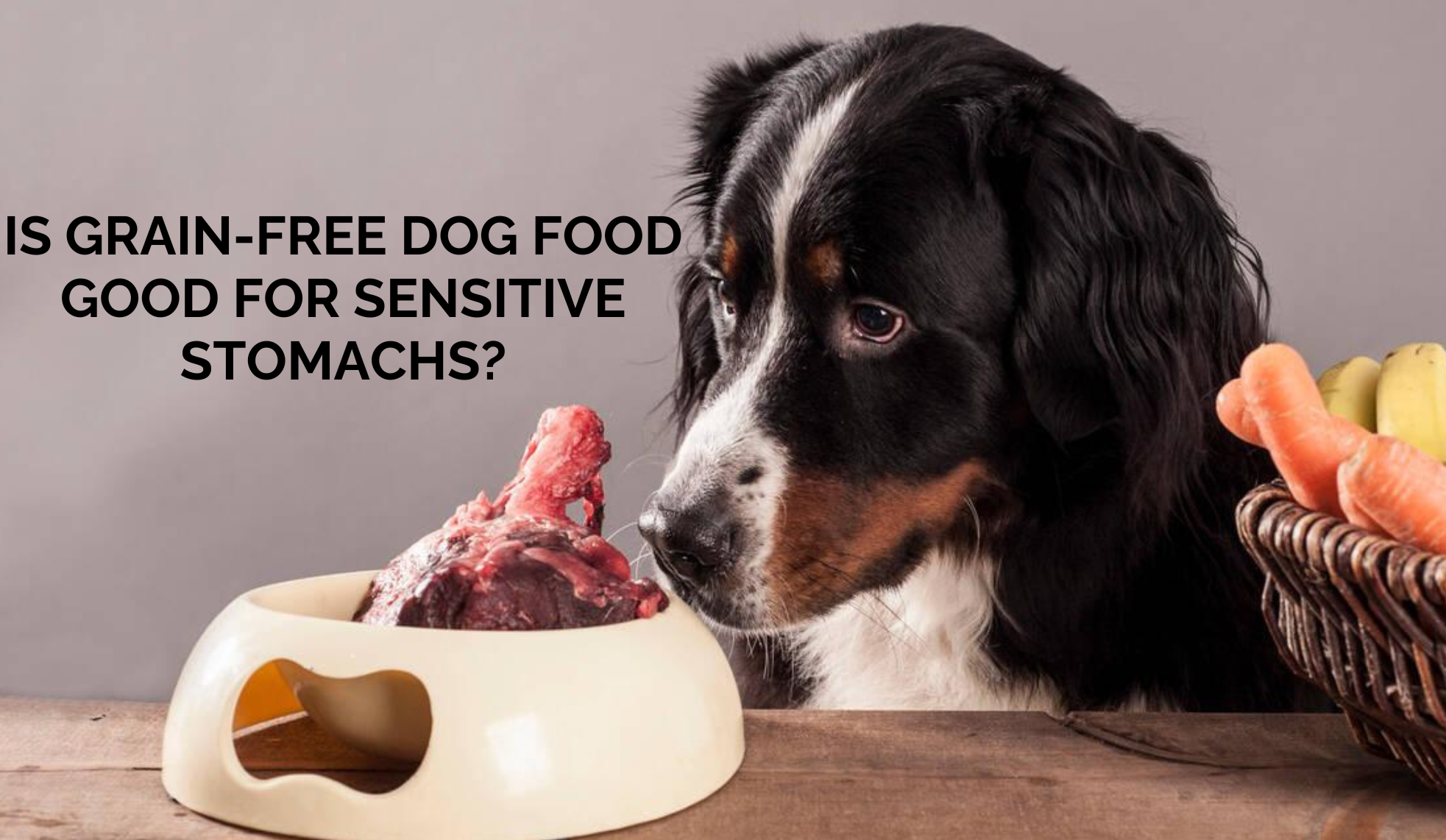Is Grain-Free Dog Food Good for Sensitive Stomachs?