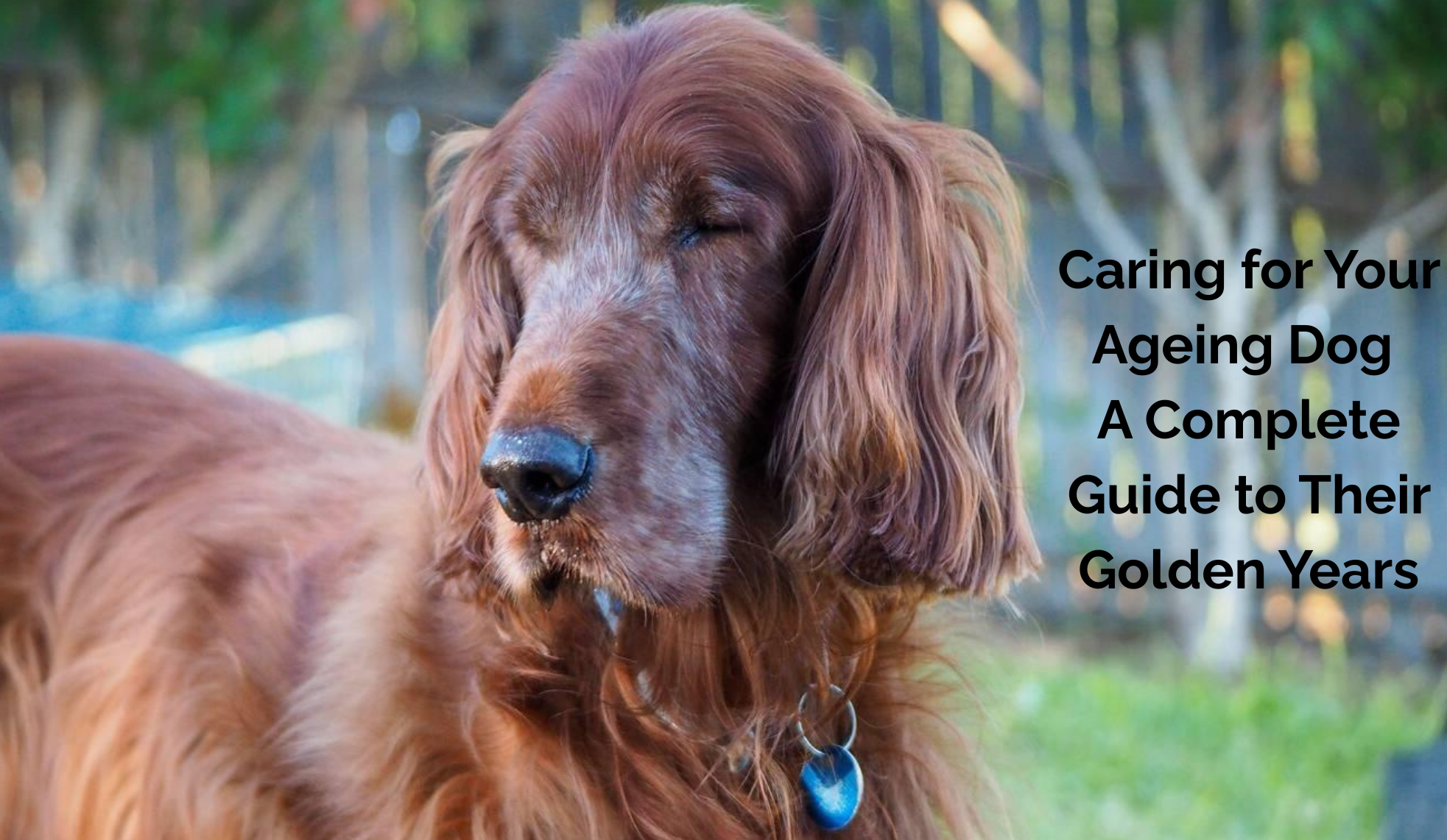 Caring for Your Ageing Dog: A Complete Guide to Their Golden Years