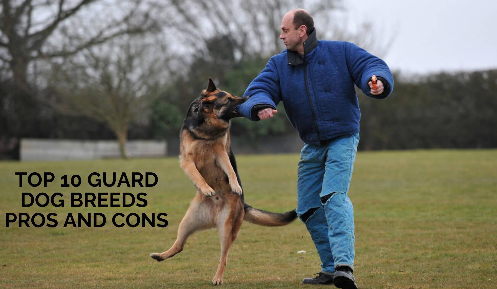 Top 10 Guard Dog Breeds: Pros and Cons